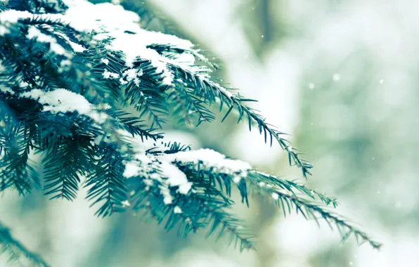 Picture winter, greens, snow, spruce, bokeh