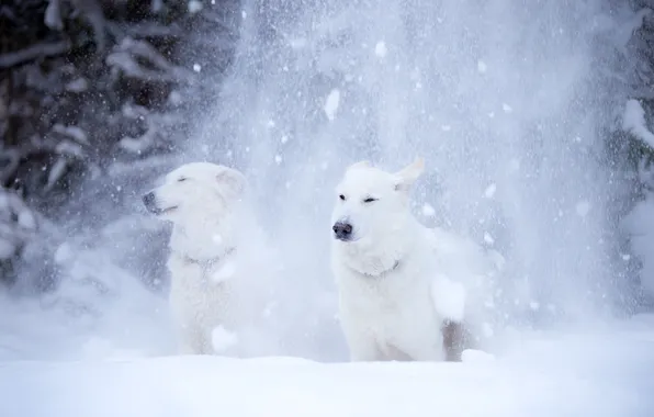 Winter, dogs, snow, nature, dog, running, pair, the snow