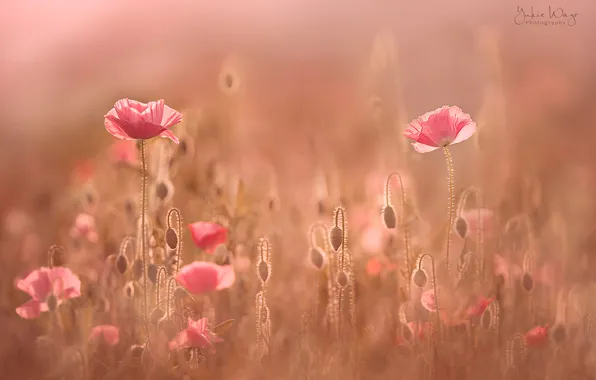 Field, light, flowers, Maki, haze