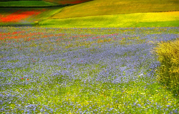 Picture field, grass, flowers, hills, meadow