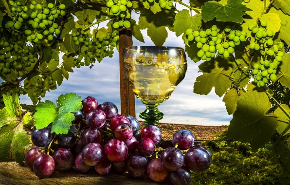 Picture wine, grapes, vine, Wine, Grapes, Stemware