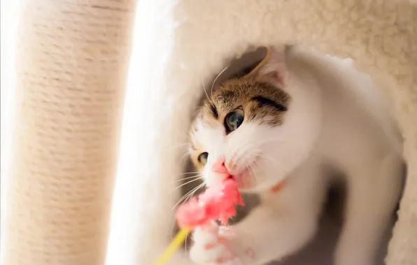 Cat, eyes, cat, look, face, toy, the game, pile