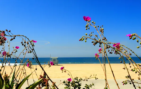 Sand, sea, beach, the sky, flowers, plant, house