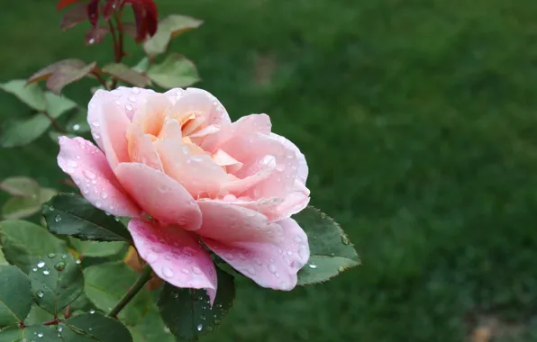 Picture Drops, Pink rose, Pink rose, Drops