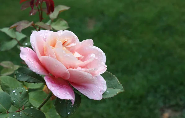 Drops, Pink rose, Pink rose, Drops