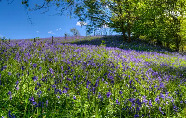 Greens, forest, the sky, light, trees, flowers, nature, blue