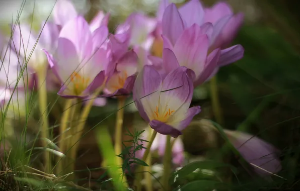 Grass, flowers, nature, spring, primroses, flora, timeless, colchicum