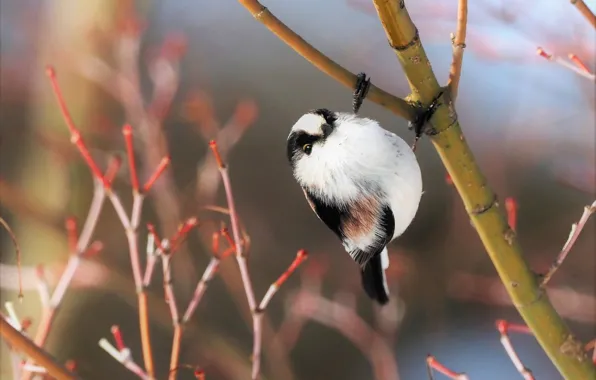 Branches, nature, bird, long-tailed tit