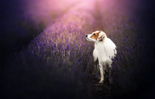Picture each, dog, lavender