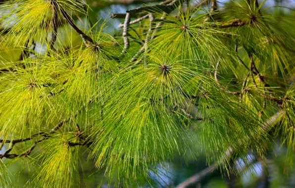 Macro, tree, leaf, close up