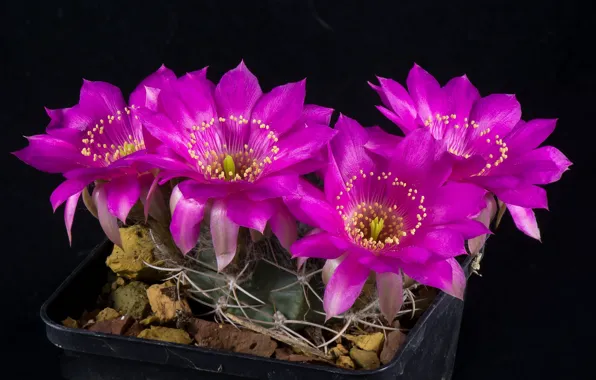 Flowers, cactus, black background, Purple flowers