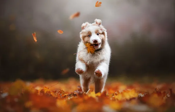 Autumn, leaves, dog, puppy, maple leaf, bokeh, Australian shepherd, Aussie