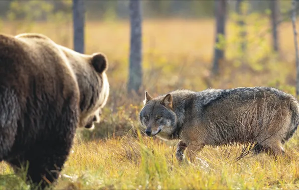 Animals, wolf, bear, pair, bear, two, animal, wolf