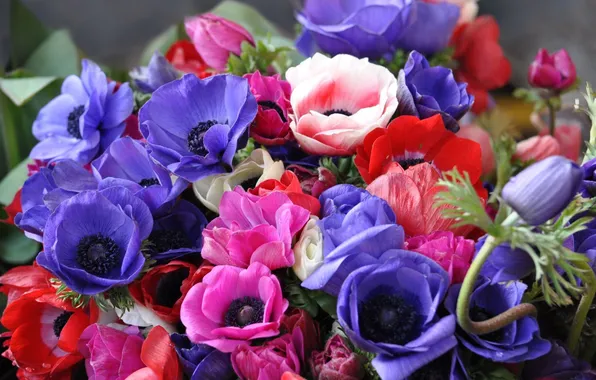 Picture bouquet, petals, anemones