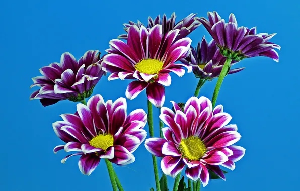 Purple, chrysanthemum, blue background