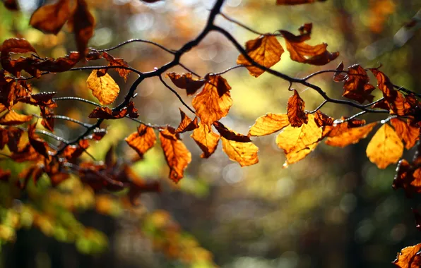 Autumn, leaves, tree, branch, blur, red, orange