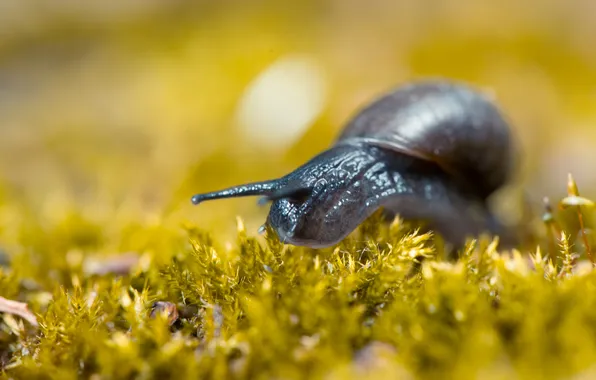 Macro, nature, clam, snail, plants