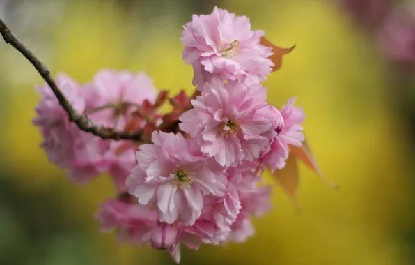 Picture macro, flowers, background, branch, spring, petals, Sakura, pink