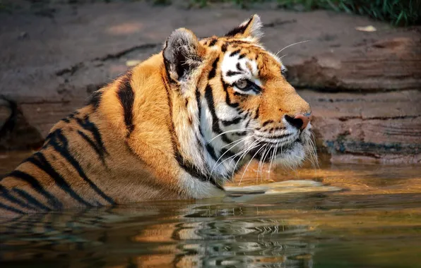 Picture face, tiger, predator, bathing, wild cat, pond