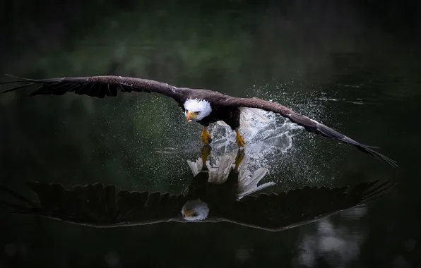 Picture look, water, flight, squirt, nature, reflection, the dark background, bird