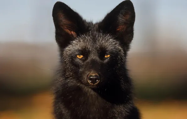 Picture face, portrait, Fox, silver Fox