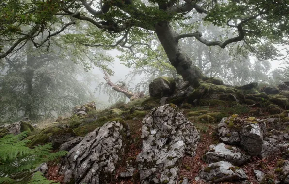 Trees, nature, stones