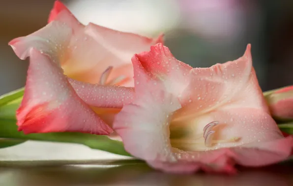 Drops, flowers, background, bouquet, blur, gentle, pink, bokeh