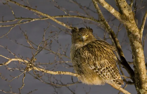 Picture bird, Japan, fish owl