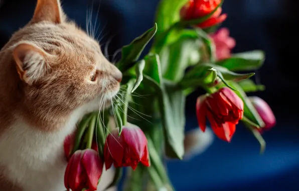Cat, cat, flowers, tulips