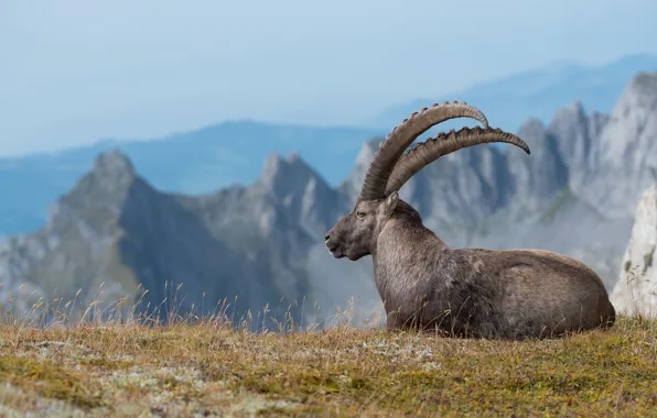 Grass, look, mountains, rocks, height, portrait, goat, lies