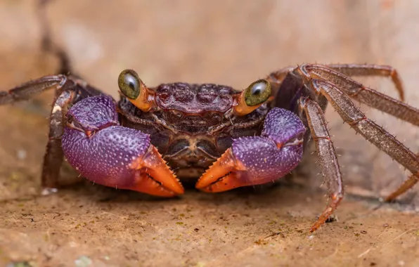 Picture purple, eyes, look, background, shore, crab, portrait, crab