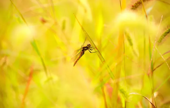Picture summer, grass, leaves, dragonfly, spikelets