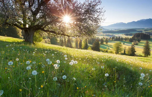 Field, tree, slope, meadow, dandelions