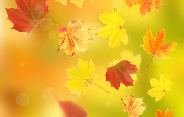 Picture autumn, leaves, flight