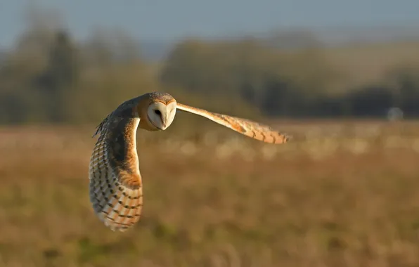 Picture raptor, predator, owl, portrait, staring, prey, plumage, perched