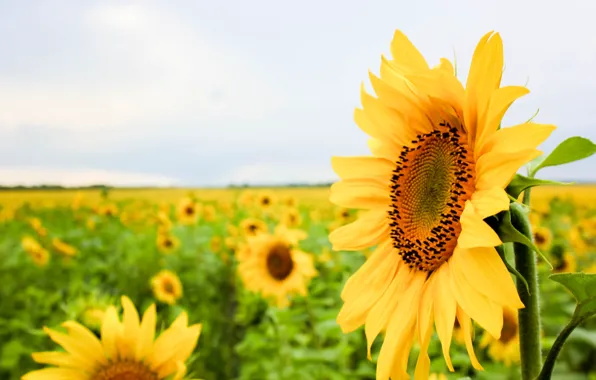 Summer, flowers, sunflower, sunflower