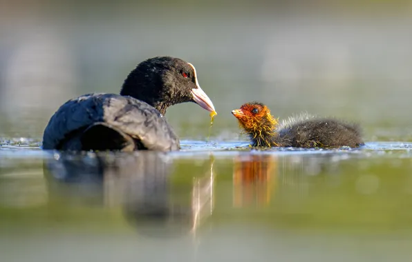 Picture birds, chick, bokeh, A coot feeds a baby bird, Puponin Sergey, Breakfast on the water, …