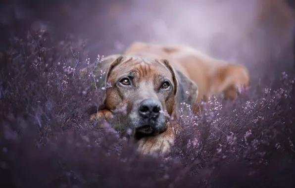Sadness, eyes, look, face, flowers, nature, background, lilac