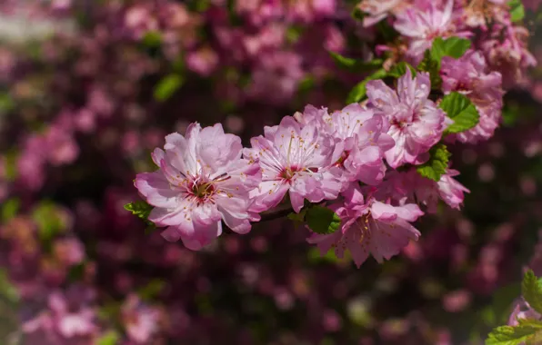 Flowers, branch, spring, pink, flowering, almonds, bokeh