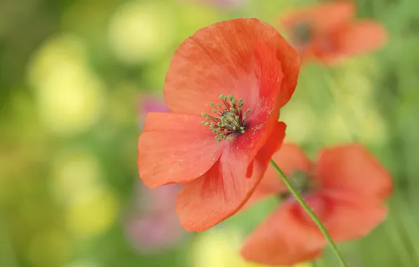 Picture field, macro, Mac, petals, meadow