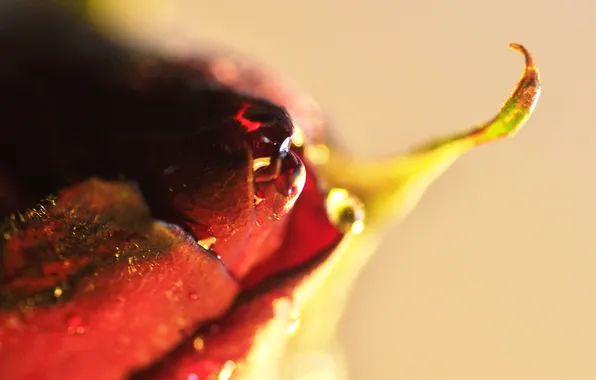 Drops, macro, flowers, roses, buds