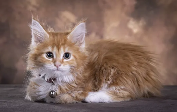 Cat, kitty, red, lies, collar, face, Maine Coon, Studio