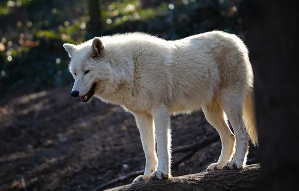 Nature, snow, predator, face, animal, wolf, wildlife, portrait