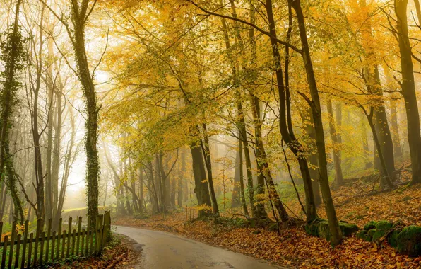 Picture road, autumn, forest, photo