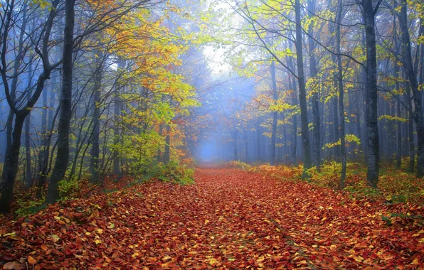 Road, autumn, forest, trees, branches, fog, Park, branch