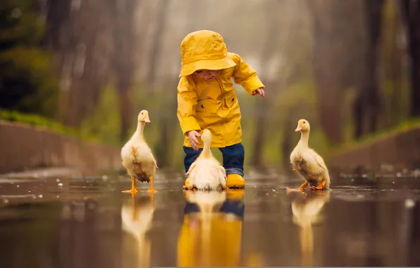 Water, birds, reflection, puddle, baby, child, Chicks, the goslings