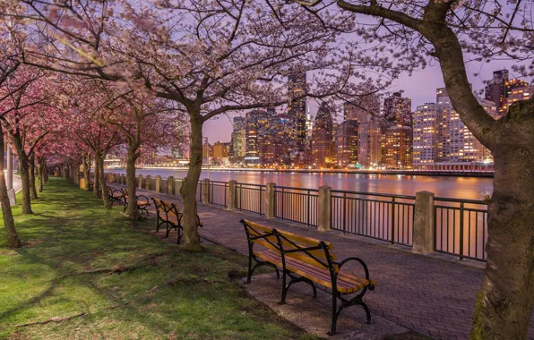 Picture trees, Strait, river, building, home, New York, night city, Manhattan