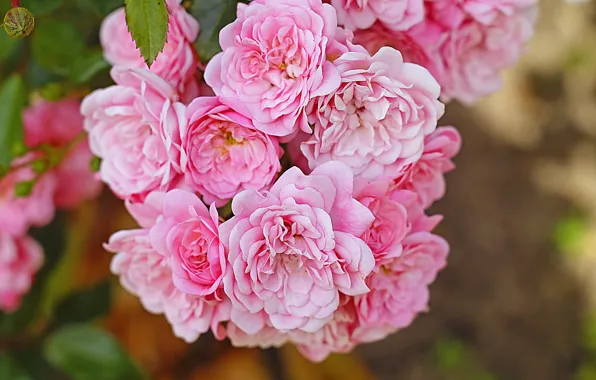 Pink, roses, bunch