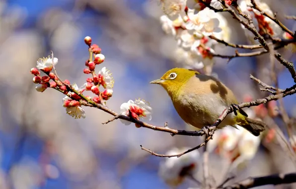 Picture branches, spring, bird, drain, Japanese white-eye