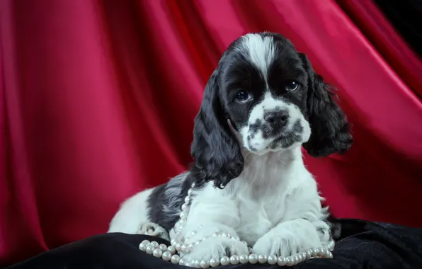 Necklace, puppy, Spaniel, spotted